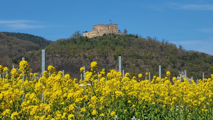 Blick hinauf zum Hambacher Schloss im Vordergrund Blumen | © Pfalzwerke / Muench Blick hinauf zum Hambacher Schloss im Vordergrund Blumen | © Pfalzwerke / Muench