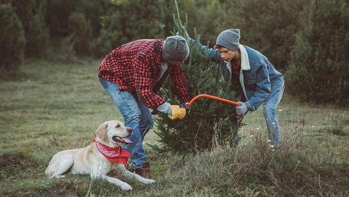 Weihnachtsbaum faellen