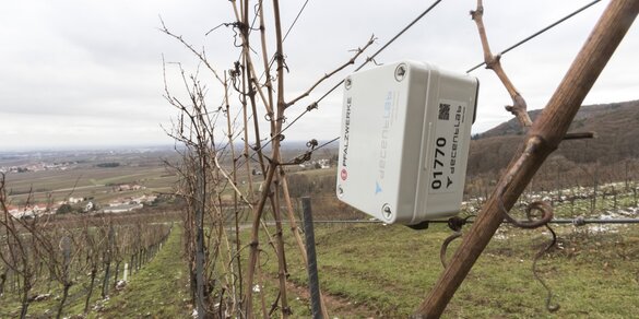 LoRaWAN Sensor, Weinbau, Weinberg | © Pfalzwerke